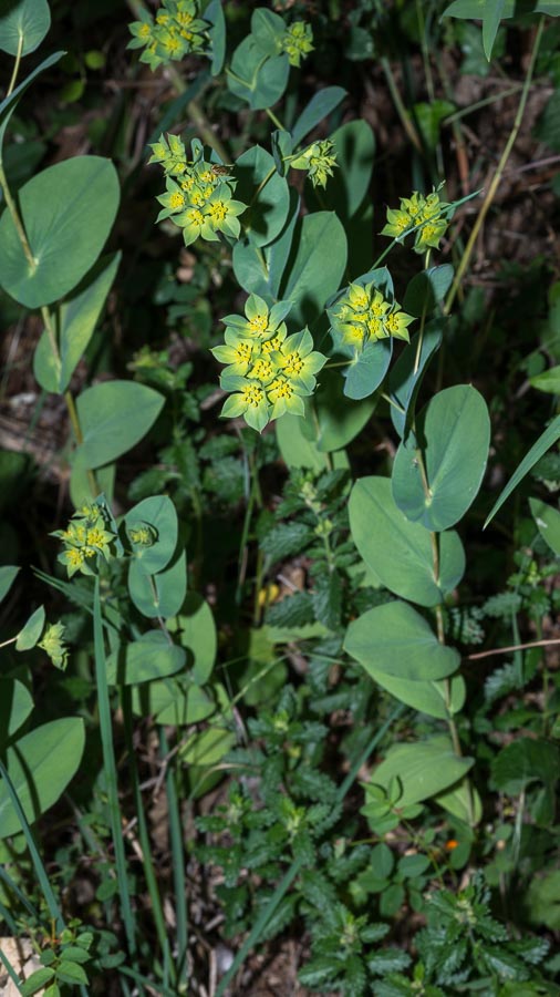 Bupleurum rotundifolium